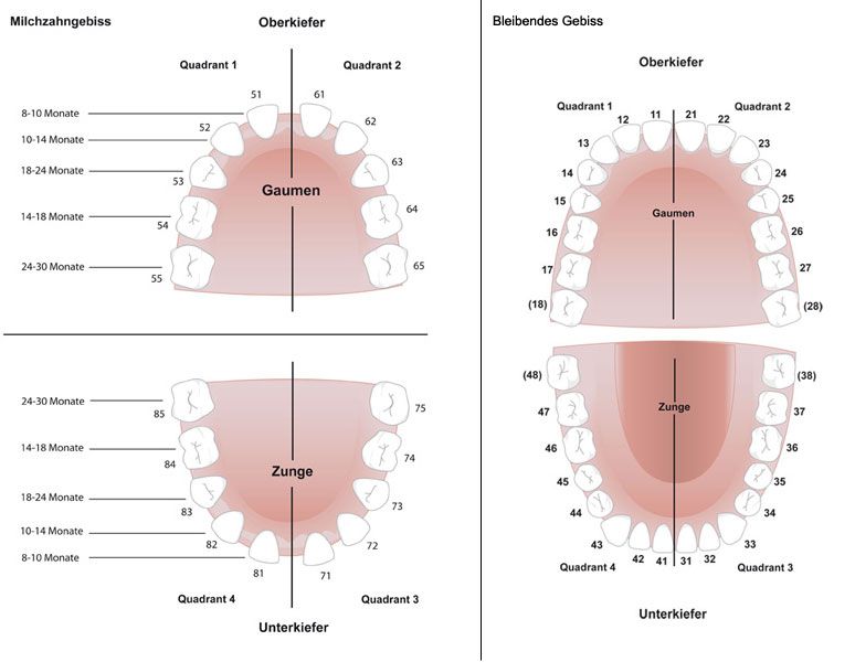 Zahnwechsel Kieferorthopädie Gauting